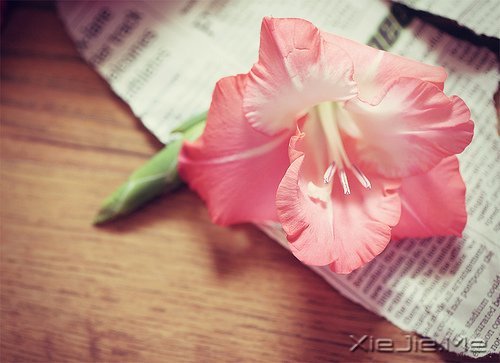 早安心语:浅浅遇,淡淡忘 (6)