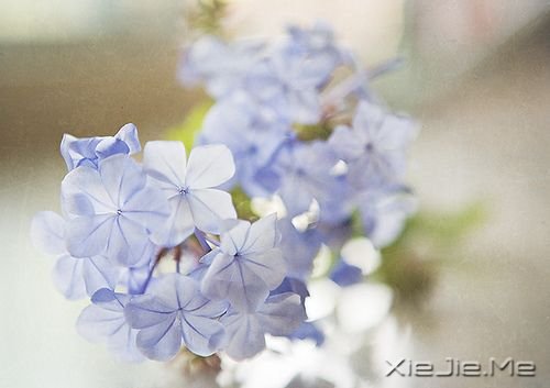 晚安心语:青春带着疼痛,却又义无反顾 (4)