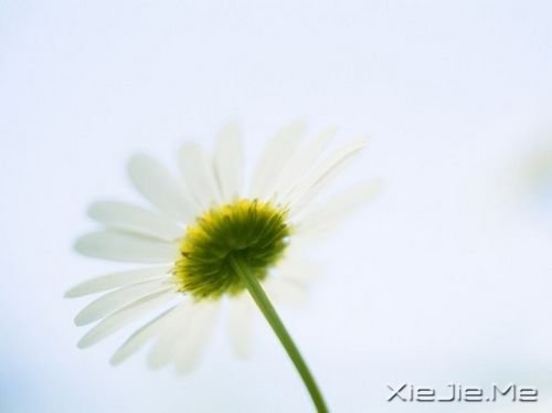 晚安心语:青春带着疼痛,却又义无反顾 (5)