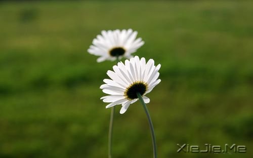 早安心语:你的生命不长,不能用它来悲伤 (2)