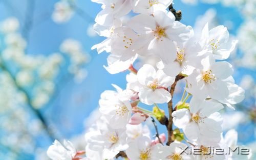 早安心语:你的生命不长,不能用它来悲伤 (7)